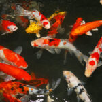 Fish_Koi